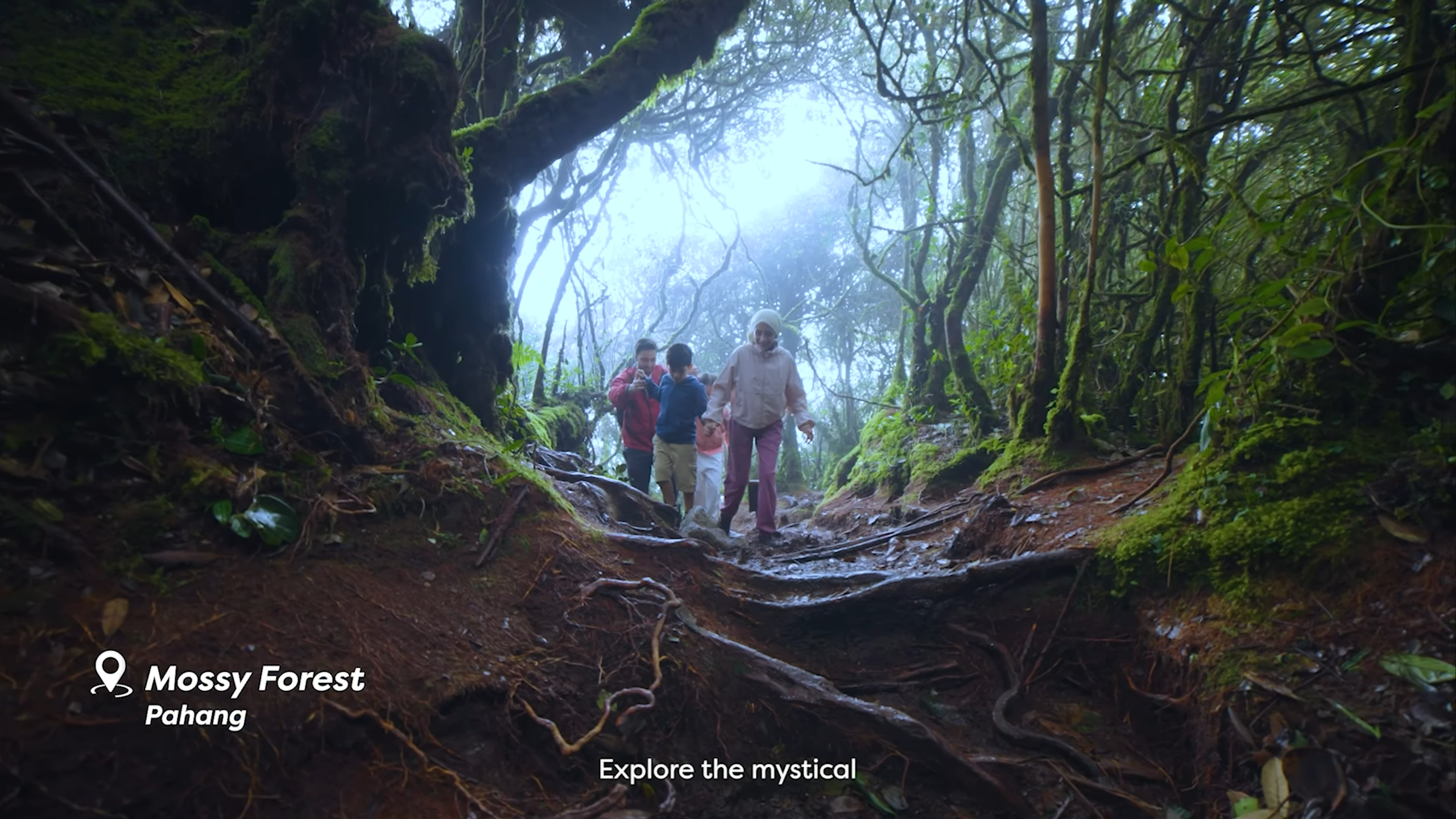 Mossy Forest